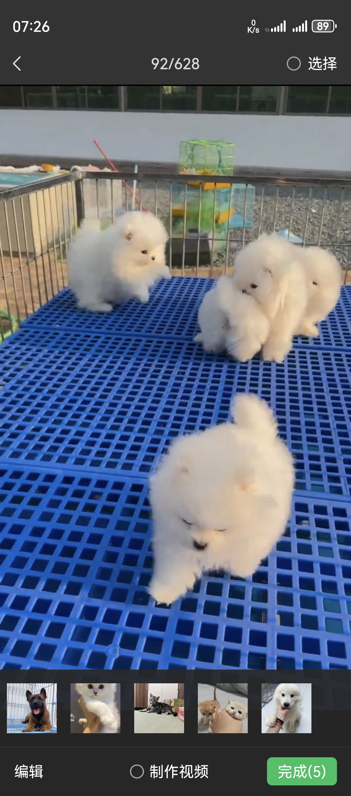 布偶750萨摩耶1250金渐层700银渐层600马犬1380比熊120
